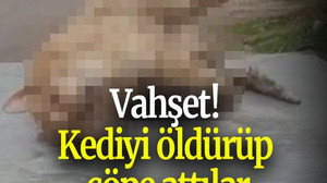 Vahşet! Kediyi öldürüp çöpe attılar